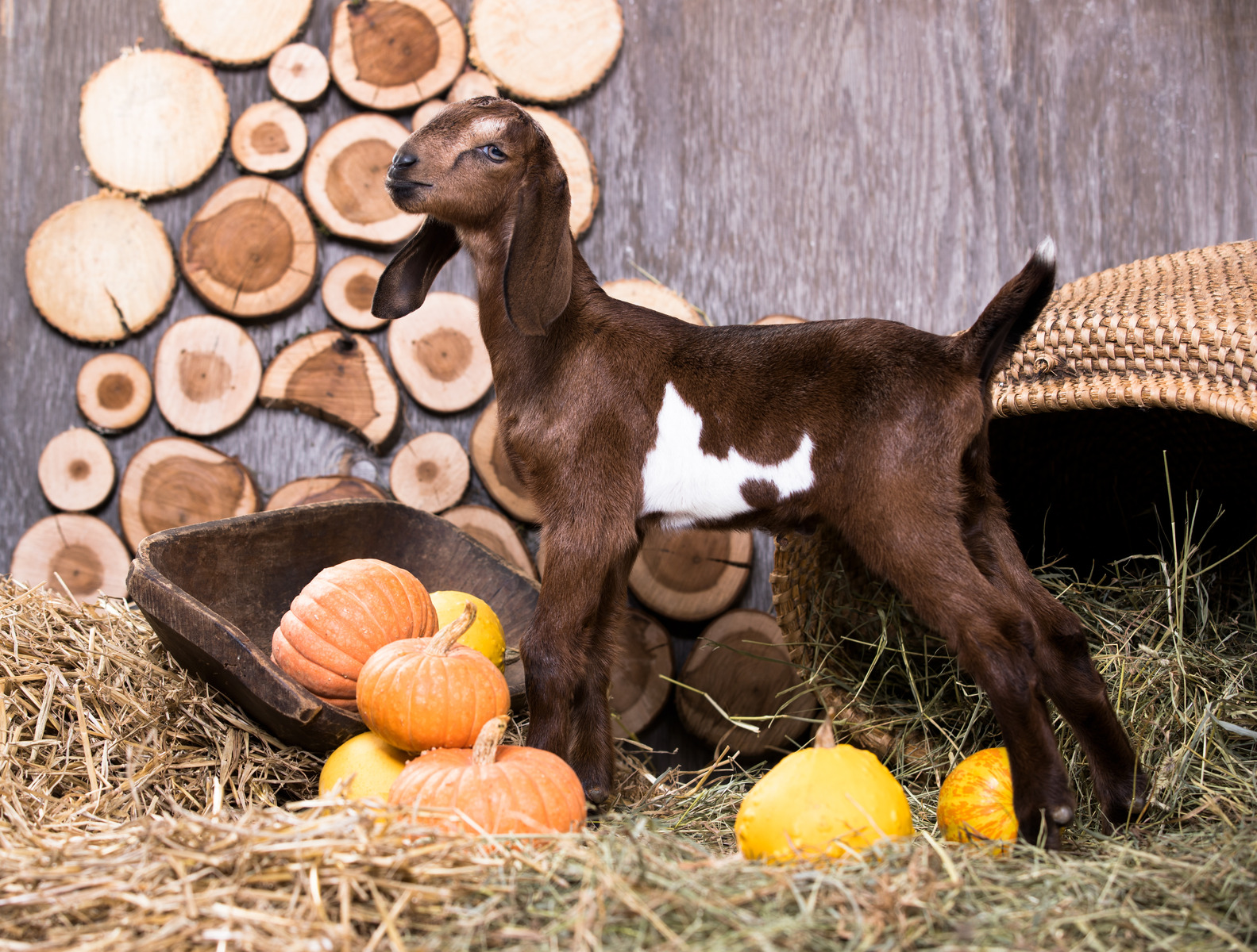 Healthful Herd: Annual Disease Testing